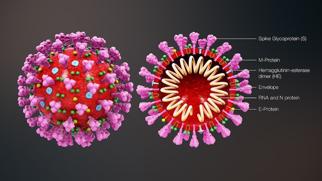 1200px-3D_medical_animation_coronavirus_structure